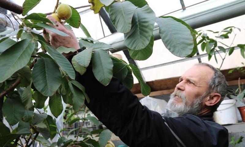 Эдемский сад для души: николаевский энтузиаст уже 15 лет выращивает у себя дома экзотические фрукты 23