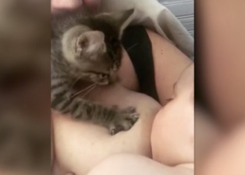 Милее трудно представить: котенок помогает маме кормить 2,5-месячного ребенка грудью (ФОТО, ВИДЕО)