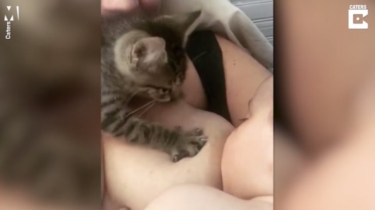 Милее трудно представить: котенок помогает маме кормить 2,5-месячного ребенка грудью (ФОТО, ВИДЕО)