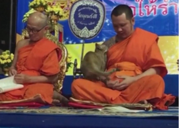 Кошка не дала буддийскому монаху завершить молитву (ВИДЕО)