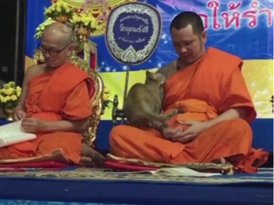 Кошка не дала буддийскому монаху завершить молитву (ВИДЕО) 1