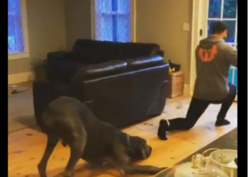 “Счастлив вместе”: Сеть умилил немецкий дог, повторяющий разминку хозяина (ВИДЕО)