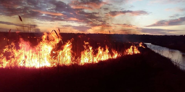 Весна близко: на Николаевщине начали жечь камыши (ФОТО)