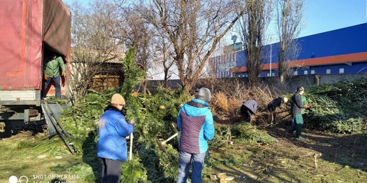 «Отработавшие» свое новогодние сосны послужат и питомцам Николаевского зоопарка (ФОТО)