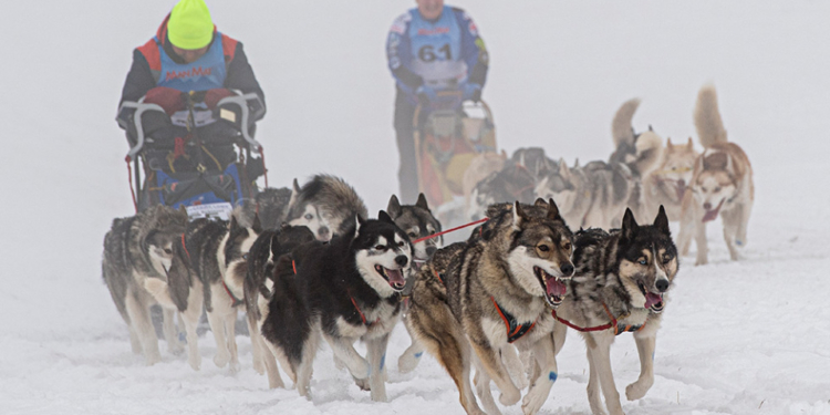 В Чехии начались собачьи ралли (ФОТО)