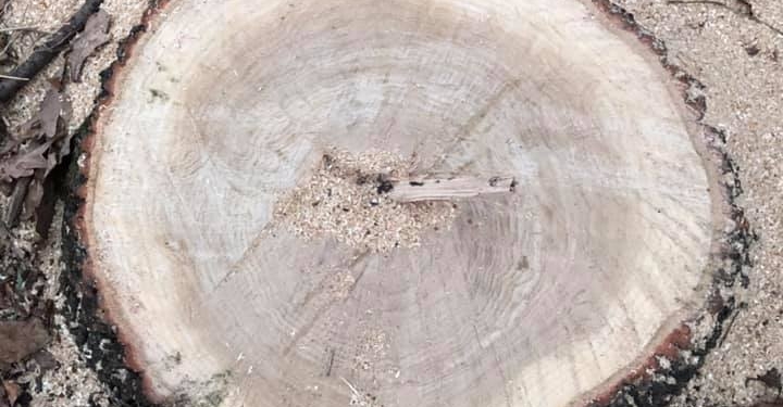 Под Первомайском снова срубили около 40 дубов (ФОТО)