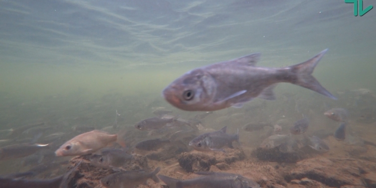 В Южном Буге рыбы будет больше – «НИБУЛОН» выпустил возле филиала в Новой Одессе 40 тыс. мальков толстолоба (ФОТО, ВИДЕО)