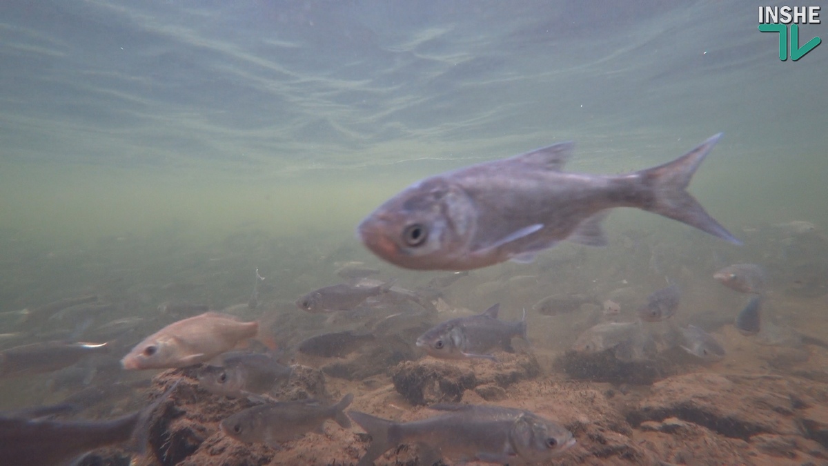 В Южном Буге рыбы будет больше – «НИБУЛОН» выпустил возле филиала в Новой Одессе 40 тыс. мальков толстолоба (ФОТО, ВИДЕО)
