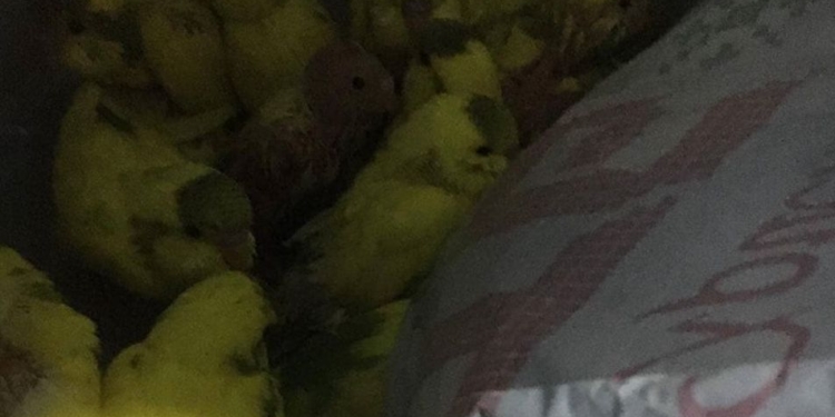 В Харькове в лесу нашли 50 больных попугаев (ВИДЕО)