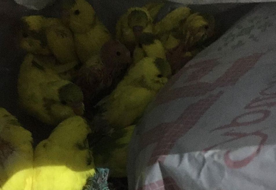 В Харькове в лесу нашли 50 больных попугаев (ВИДЕО) 1