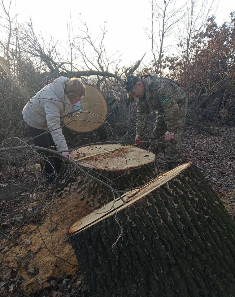 Под Первомайском срубили сорок дубов - экоинспекция оценила ущерб в 800 тыс.грн (ФОТО) 2