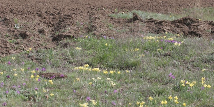 На Николаевщине фермер незаконно перепахал балку с редкими растениями (ФОТО)
