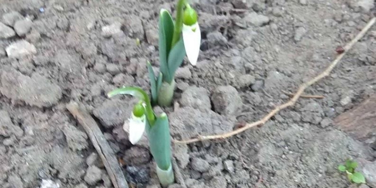 Под Николаевом расцвели подснежники