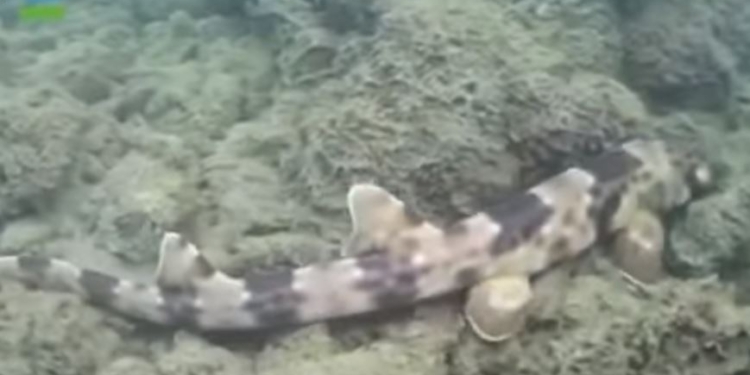 Могут выйти на сушу. Новая ветвь эволюции – шагающие акулы (ВИДЕО)