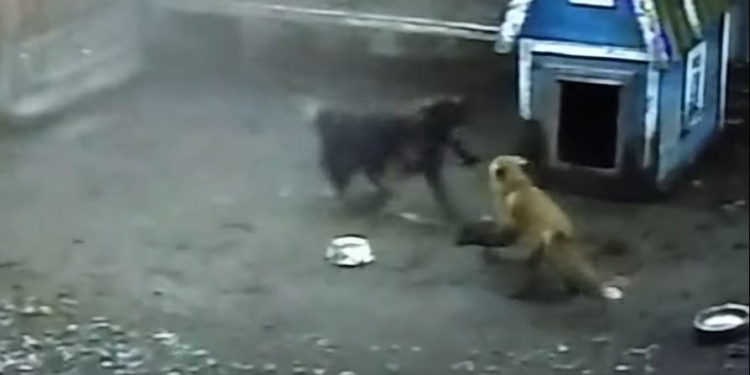 В Бердянске бешеная лиса пришла в частый двор – рвала кур и напала на собаку (ВИДЕО)