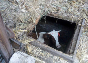На Николаевщине спасатели пришли на помощь буренке, провалившейся в силосную яму (ФОТО)