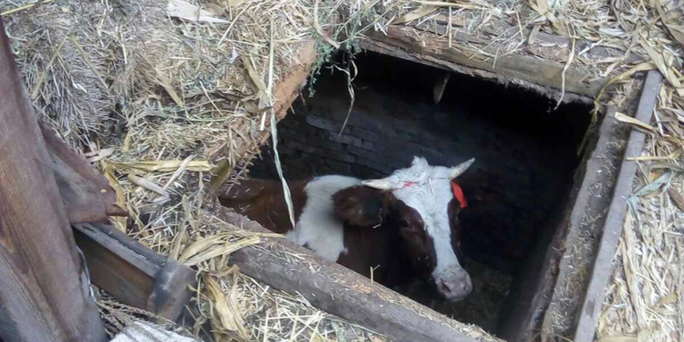 На Николаевщине спасатели пришли на помощь буренке, провалившейся в силосную яму (ФОТО)