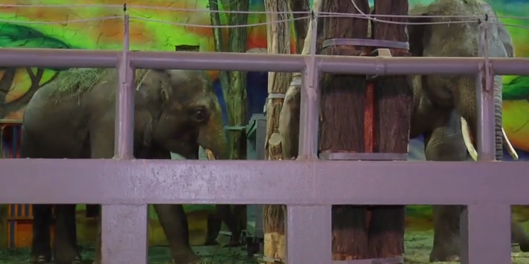 Николаевцам рассказали о характере и повадках слонов, жирафов и снежного барса из Николаевского зоопарка (ВИДЕО)