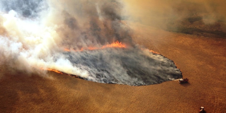 В Австралии сбрасывают с воздуха тонны моркови и батата, чтобы подкормить  животных после пожара (ВИДЕО)