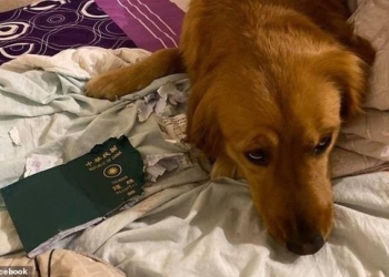 Жительница Тайваня рассказала, как собака спасла ее от смертельного коронавируса (ФОТО)