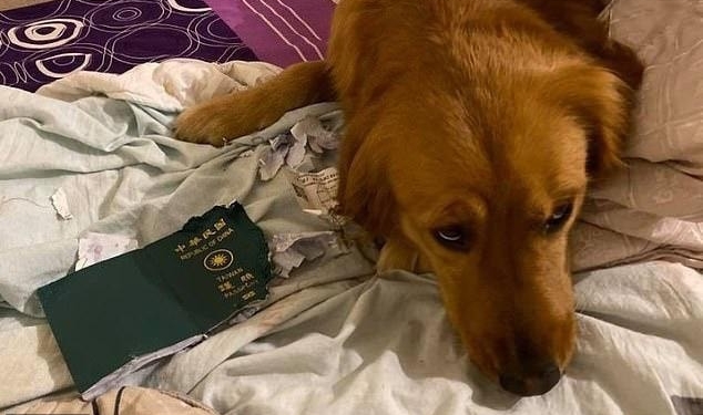 Жительница Тайваня рассказала, как собака спасла ее от смертельного коронавируса (ФОТО)