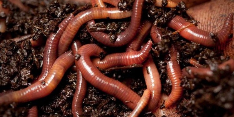 Украинец открывает  “червячьи” фермы по всему миру, от Португалии до Узбекистана. И даже в Николаеве тоже (ВИДЕО)