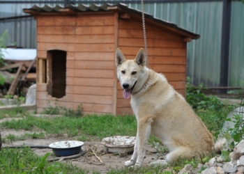 В России из собачьей конуры украли миллион