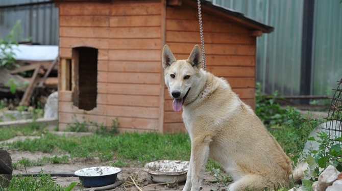 В России из собачьей конуры украли миллион