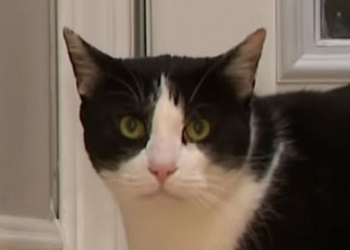 Боец: кот отбился от троих койотов (ВИДЕО)