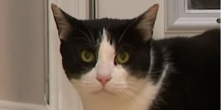 Боец: кот отбился от троих койотов (ВИДЕО)