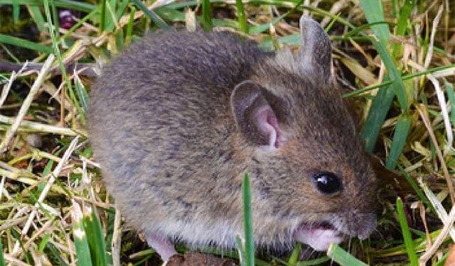 В Николаевской области посевам угрожают грызуны