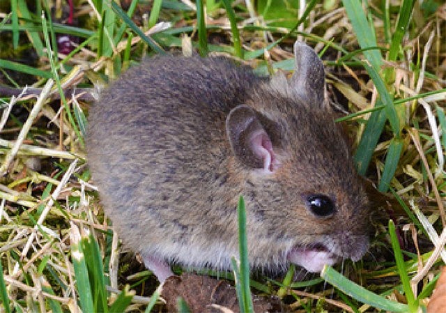 Ужас. Австралию заполонили сотни тысяч мышей — они кусают людей и заражают их опасной болезнью (ВИДЕО)