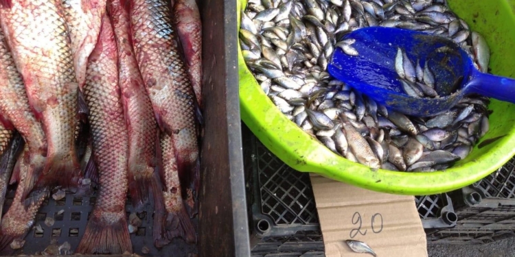 На Николаевщине остановили водителя, который перевозил 65 кг рыбы. Оказалось, что без документов (ФОТО, ВИДЕО)