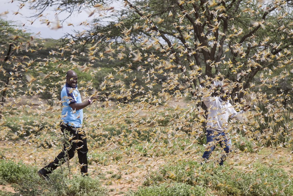 Крупнейшее за 25 лет нашествие саранчи атакует Африку (ФОТО, ВИДЕО) 4