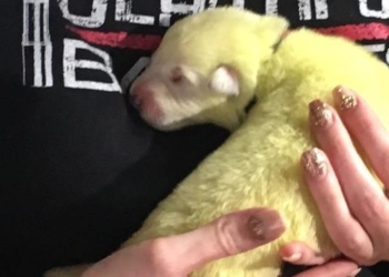 У немецкой овчарки родился щенок салатового цвета (ВИДЕО)