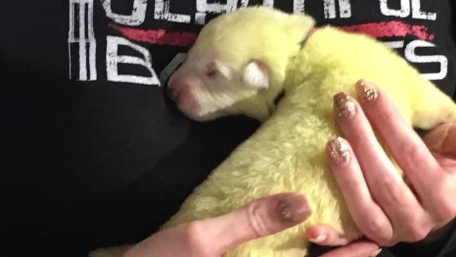 У немецкой овчарки родился щенок салатового цвета (ВИДЕО)