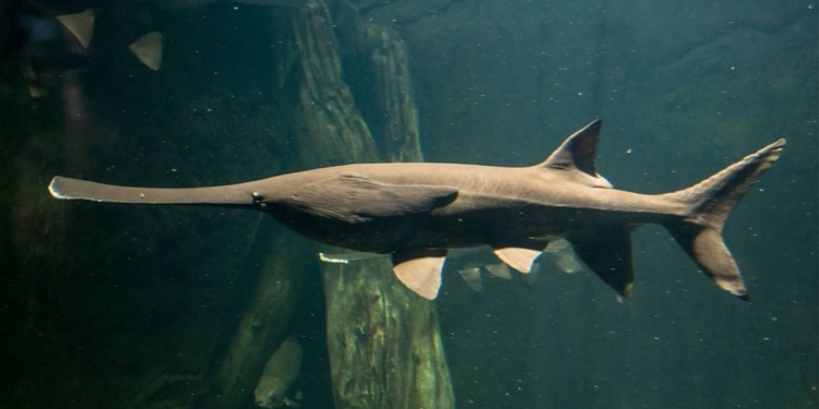 Первый в 2020 году: ученые объявили вымершим вид пресноводных рыб Китайский веслонос