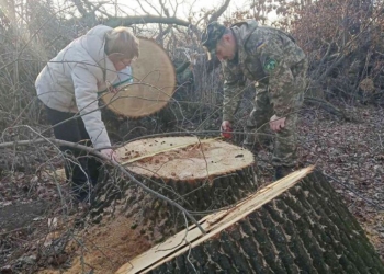 Под Первомайском срубили сорок дубов – экоинспекция оценила ущерб в 800 тыс.грн (ФОТО)