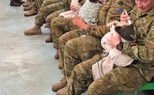 В Австралии военные в свободное время приходят кормить спасенных коал