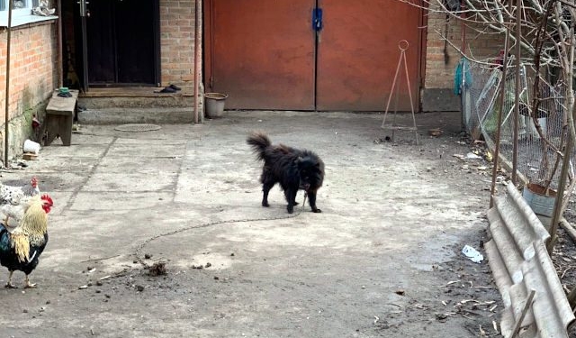 Журналисты нашли собаку, которую «слуга» Брагар советовал продать для оплаты коммуналки (ФОТО)