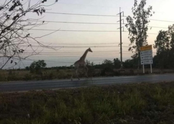 В Таиланде разыскивают одного из двух африканских жирафов, которые сбежали во время перевозки их в зоопарк (ВИДЕО)