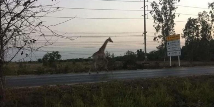 В Таиланде разыскивают одного из двух африканских жирафов, которые сбежали во время перевозки их в зоопарк (ВИДЕО)