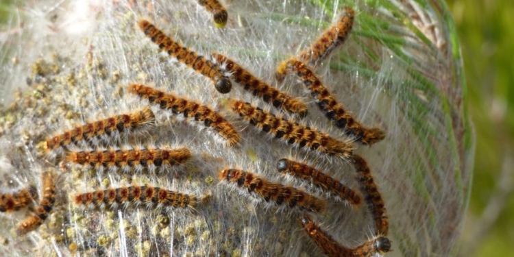 Нетипичная зима: в Испании гораздо раньше срока активизировались ядовитые гусеницы