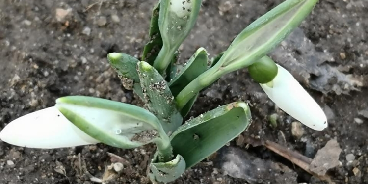 На Николаевщине стартовала операция «Первоцвет» – будут штрафовать за сбор, продажу и покупку