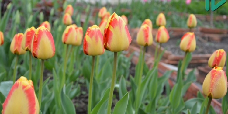 В Киевской области откроют дендропарк с 8-километровой аллеей тюльпанов