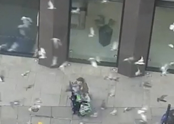 «Голубиный бог»: лондонец легко управляется со стаей диких голубей (ВИДЕО)