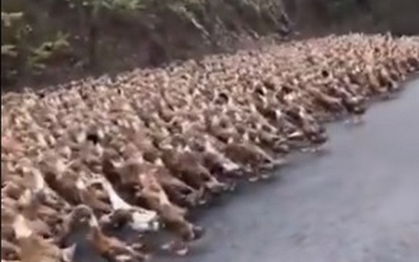 «Армия» из 100 тысяч уток отправится из Китая в Пакистан – чтобы бороться с нашествием саранчи (ВИДЕО)