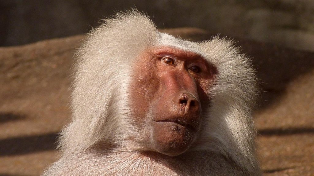 Не хотел лишаться «мужественности»: в Австралии бабуин сбежал из больницы (ВИДЕО) 1