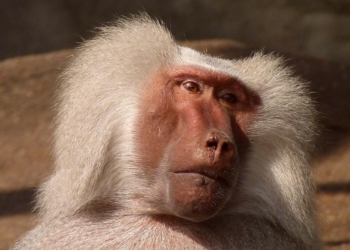 Не хотел лишаться «мужественности»: в Австралии бабуин сбежал из больницы (ВИДЕО)