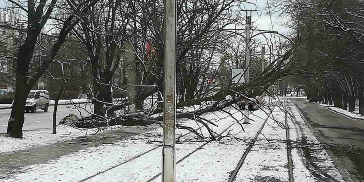 В Николаеве упавшая акация оборвала контактную сеть трамваев (ФОТО)